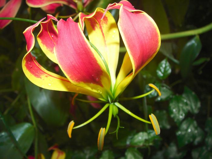 fire lily,gloriosa lily,glory lily,superb lily,climbing lily,creeping lily,tiger claw,isimiselo (Z),